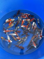 Japankoi Nisai Mix Yagenji 18-22cm