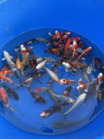 Japankoi Nisai Mix Yagenji 18-22cm – Bild 5