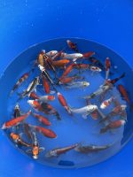 Japankoi Nisai Mix Yagenji 18-22cm – Bild 4
