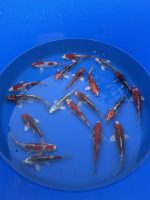Japankoi Nisai Mix Yagenji 18-22cm – Bild 3