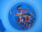 Japankoi Tosai Mix Kanno 13-15cm – Bild 3