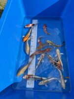 Jumbo Tosai Koi Mix 16-18cm - Ikarashi