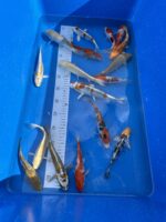 Jumbo Tosai Koi Mix 16-18cm - Ikarashi – Bild 3