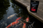 Wachstumsfutter Koi